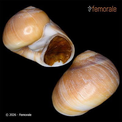 enlarge photo