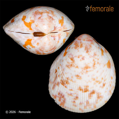 Acrosterigma biradiatum (Bruguière, 1789)