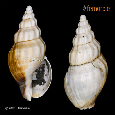 Cominella elegantula (H. J. Finlay, 1926) †