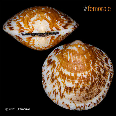 enlarge photo