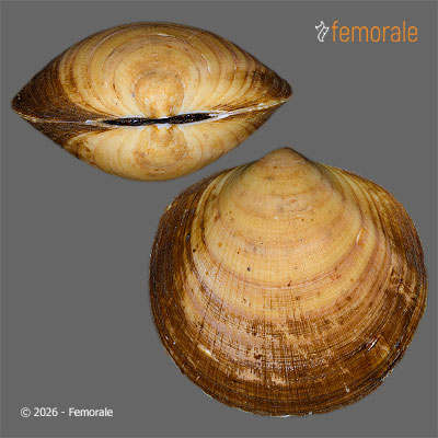 enlarge photo