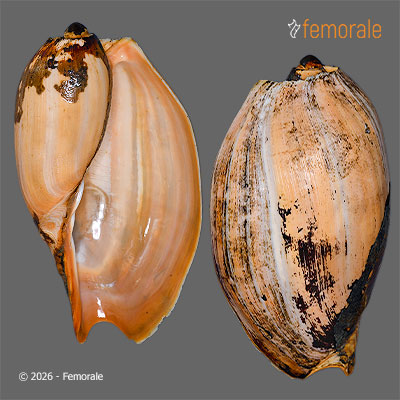 Cymbium fragile Fittkau & Stürmer, 1985