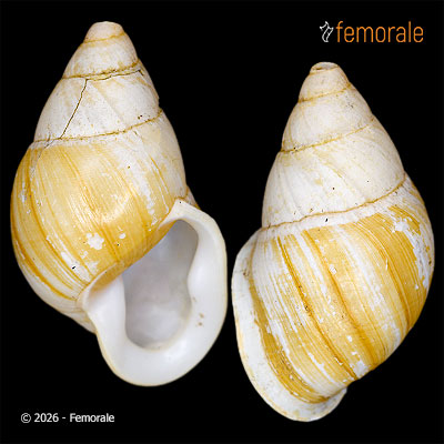 enlarge photo