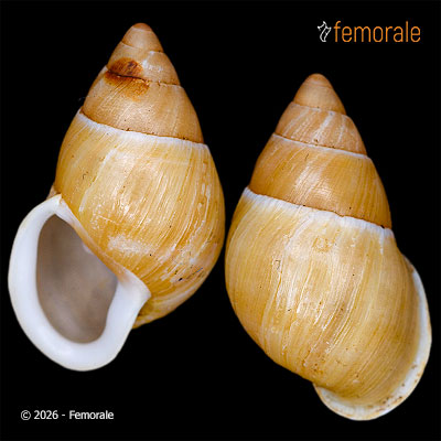 enlarge photo