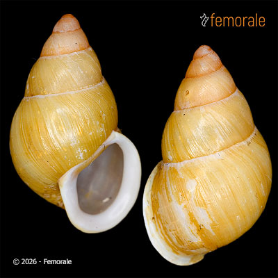 enlarge photo