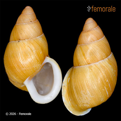 enlarge photo