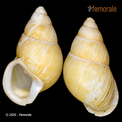 Partula otaheitana (Bruguière, 1792)