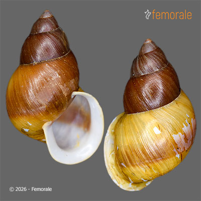 enlarge photo