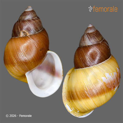 enlarge photo