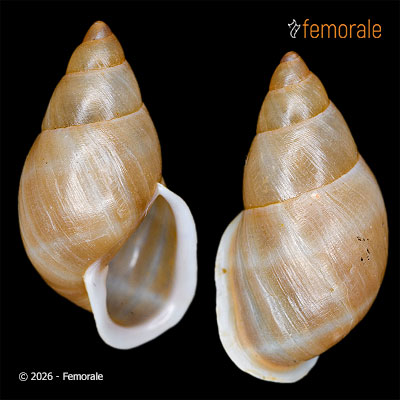Partula taeniata (Mörch, 1850)