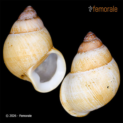 enlarge photo