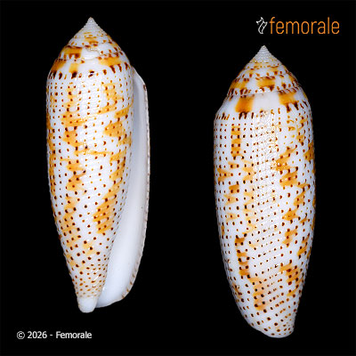 enlarge photo