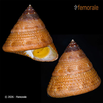 enlarge photo