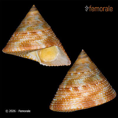 enlarge photo