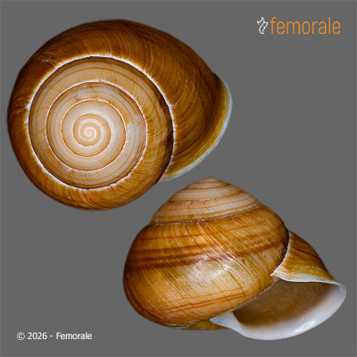 enlarge photo