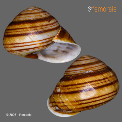 enlarge photo