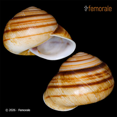 enlarge photo