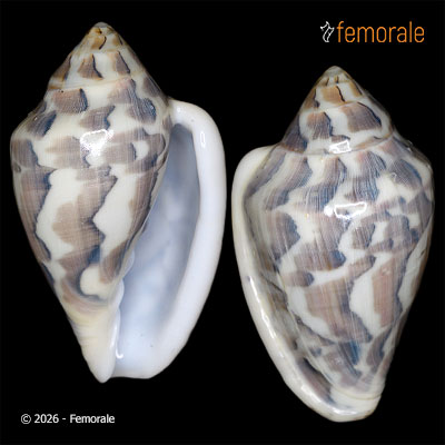 Marginella nebulosa (Röding, 1798)