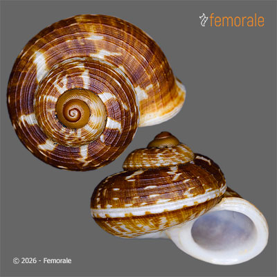 enlarge photo