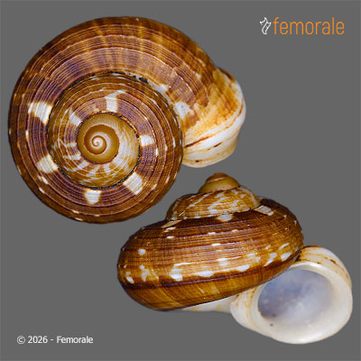 enlarge photo