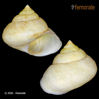 enlarge photo
