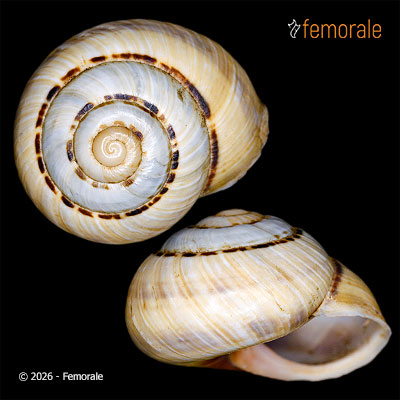 enlarge photo
