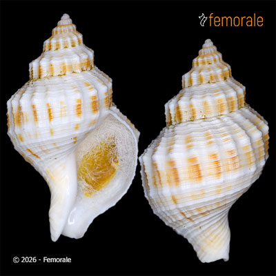 Austrofusus glans (Röding, 1798)