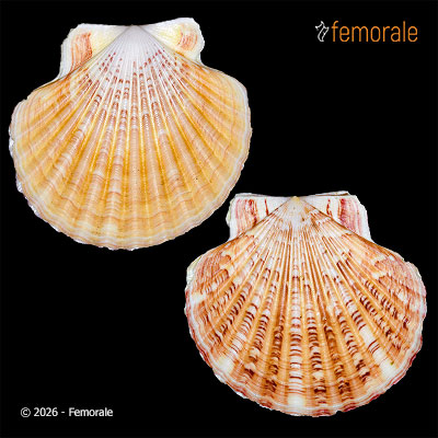 enlarge photo