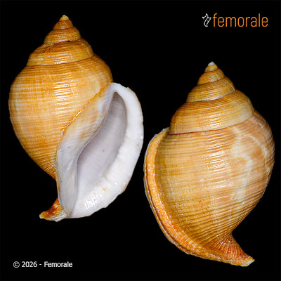 enlarge photo