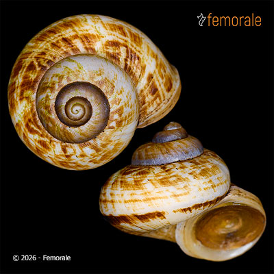 enlarge photo