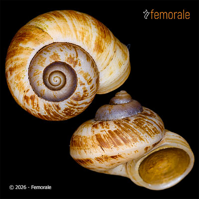 enlarge photo