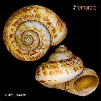 enlarge photo