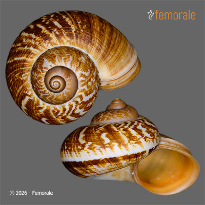 enlarge photo