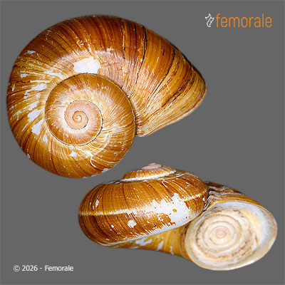 enlarge photo
