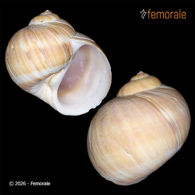 enlarge photo