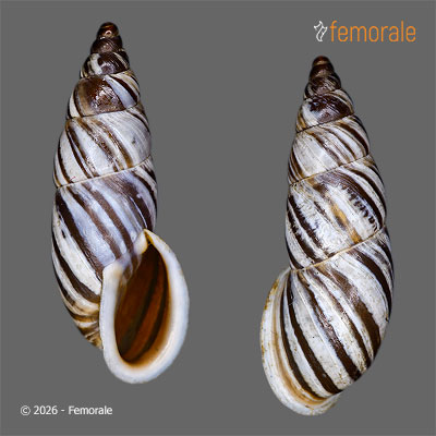 enlarge photo