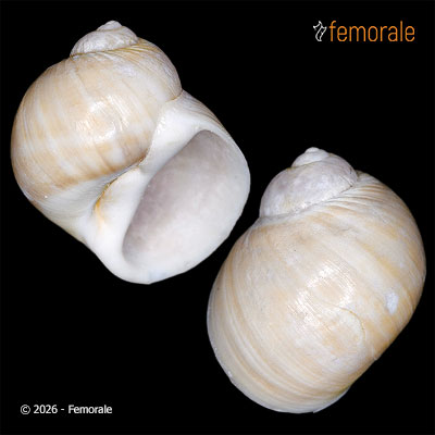 enlarge photo