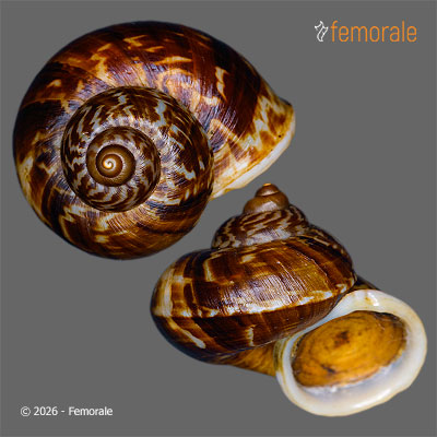 enlarge photo