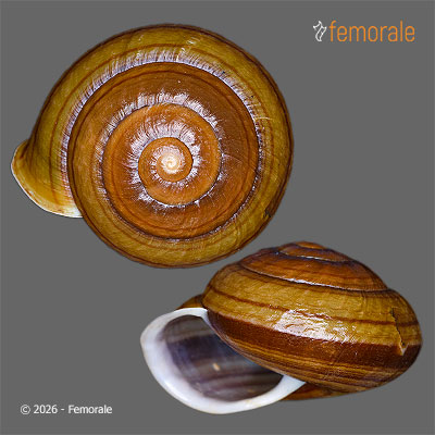 enlarge photo