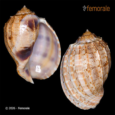 enlarge photo