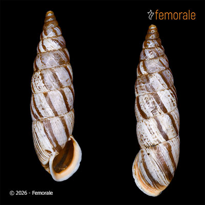 enlarge photo
