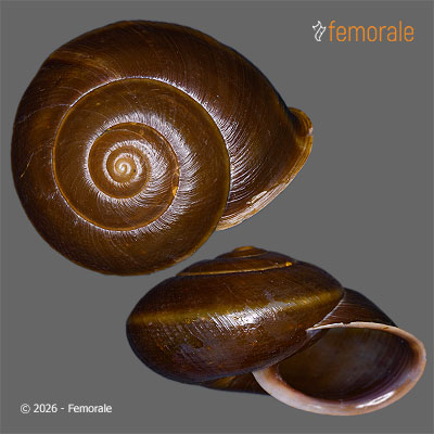 Nesiohelix schmackeri (Möllendorff, 1888)