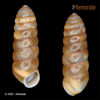 Pseudobuliminus subcylindricus (Möllendorff, 1899)
