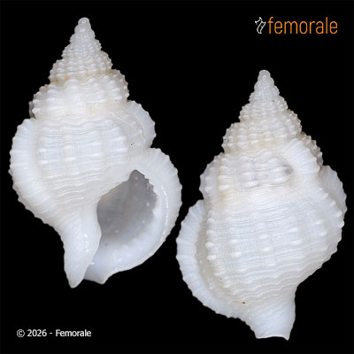 enlarge photo