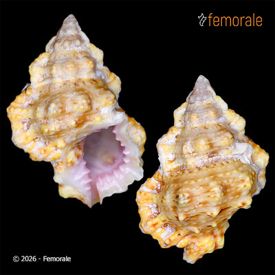 Lampasopsis thomae (A. d´Orbigny, 1853)