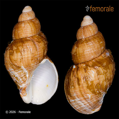 enlarge photo