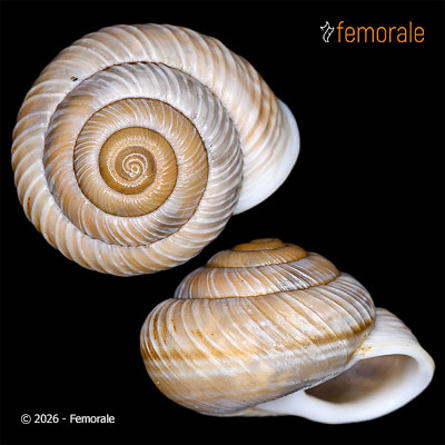 Rhagada setzeri atauroensis Köhler, 2014