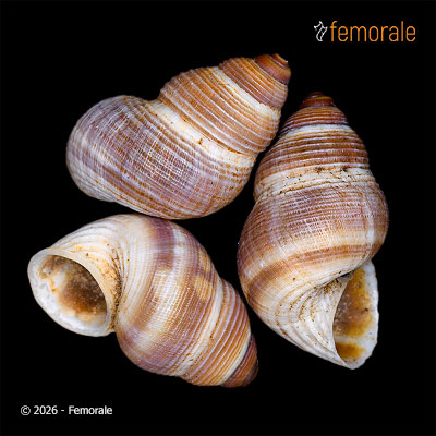 enlarge photo
