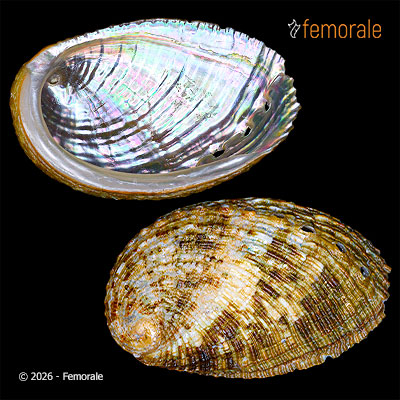 enlarge photo