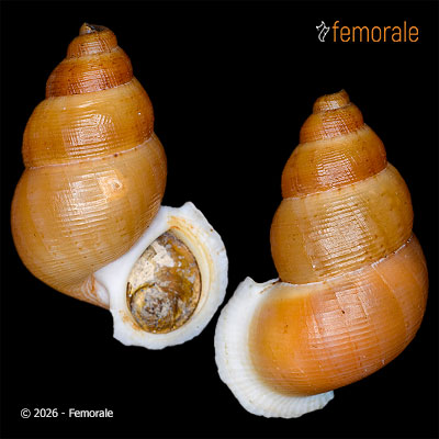 enlarge photo